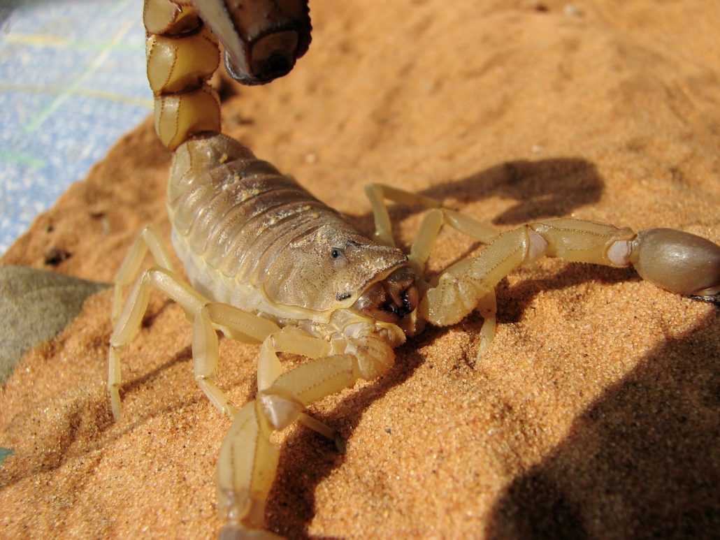 scorpions pest control