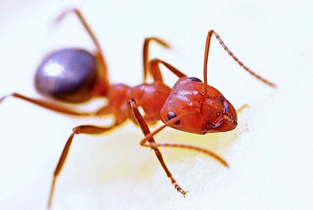 ants pest control