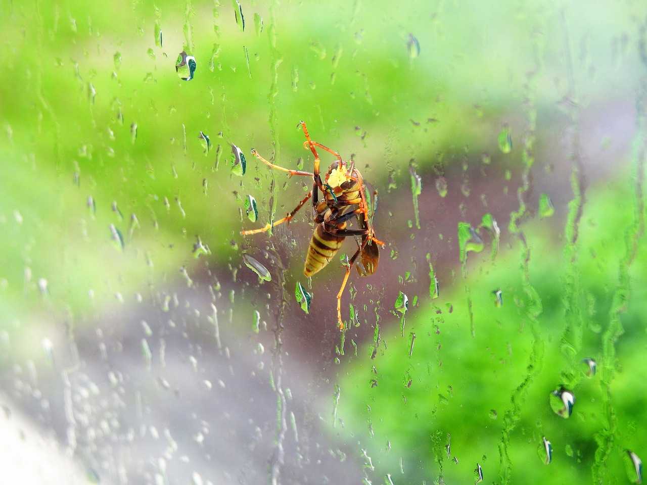 wasp