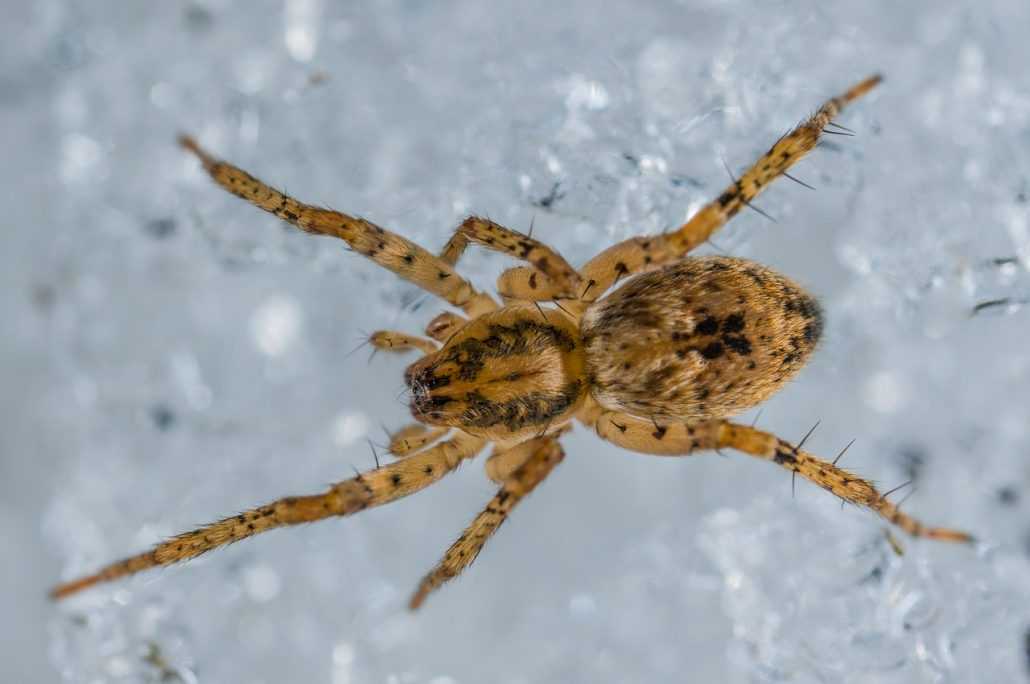 spider pest contol