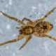 spider pest contol