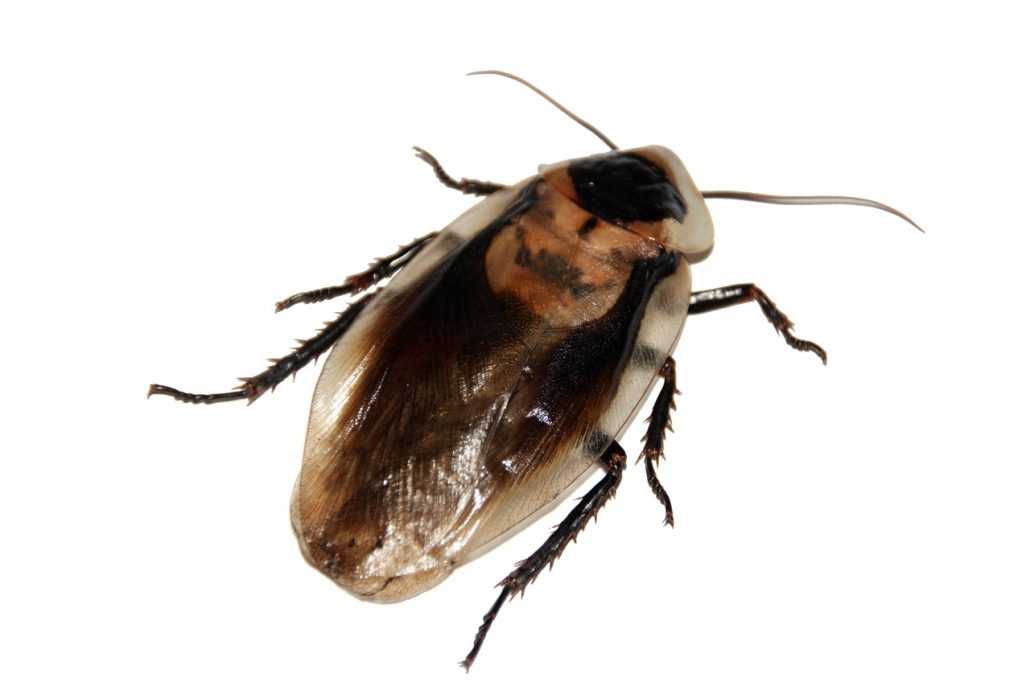 cockroach pest control