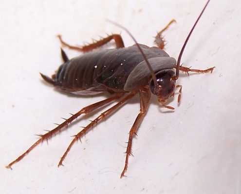 Cockroaches