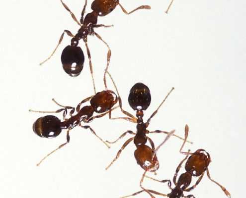 Ants