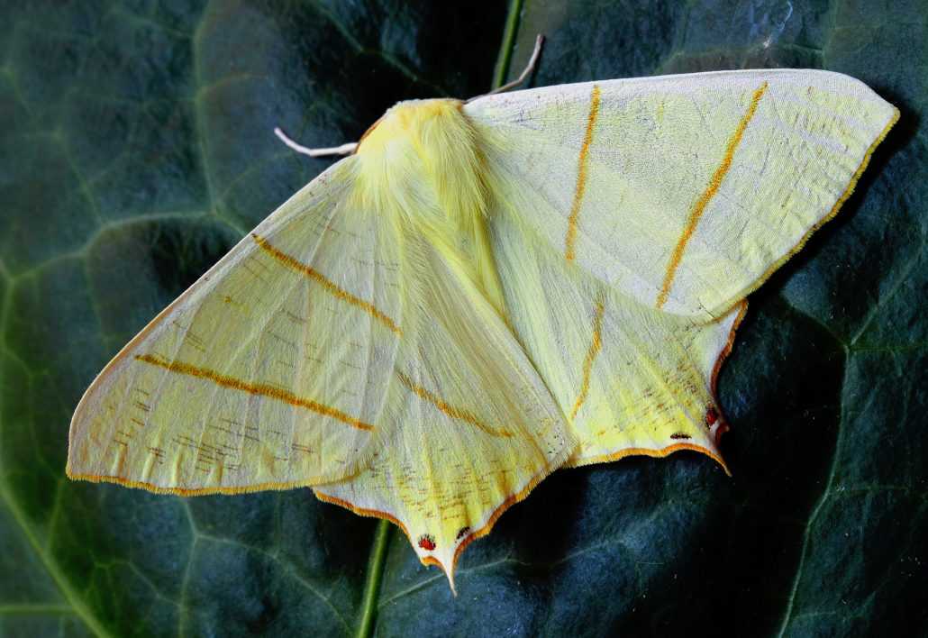 moth pest control