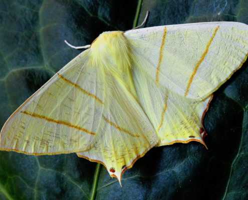 moth pest control