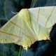 moth pest control