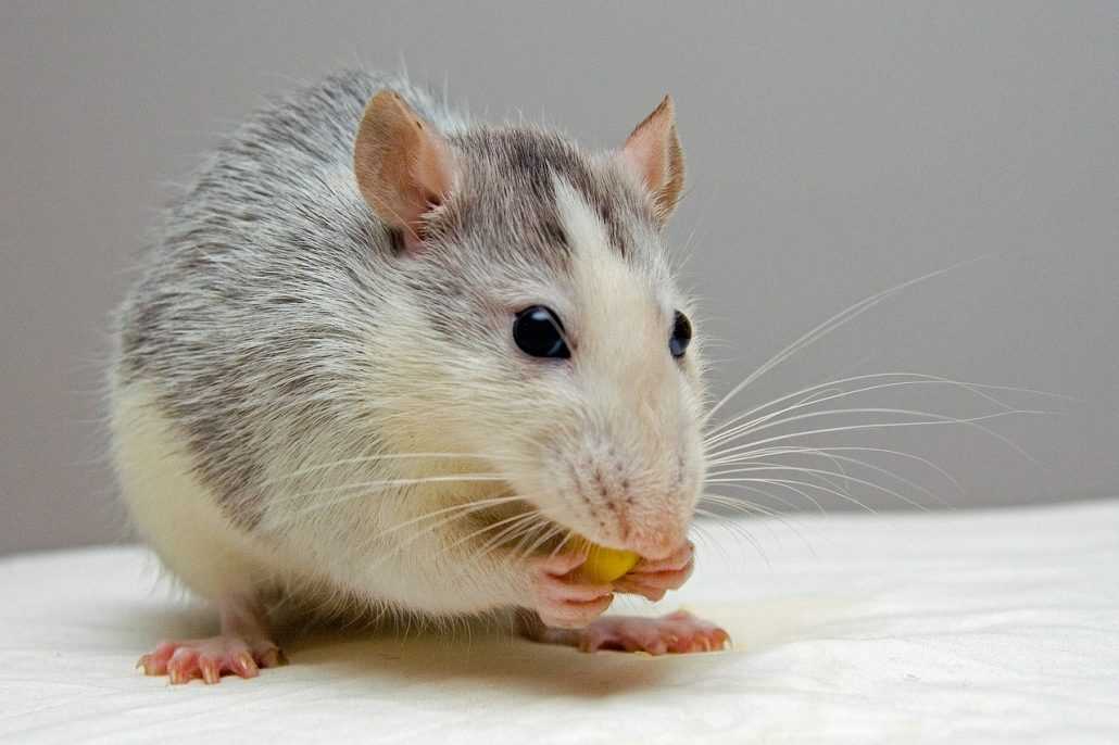rats pest control