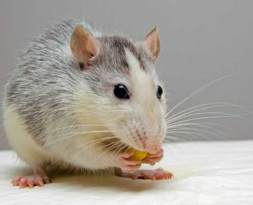 rats pest control