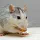 rats pest control
