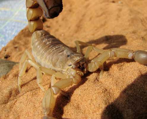 scorpions pest control