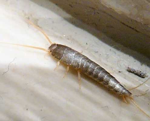 Silverfish