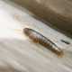 Silverfish