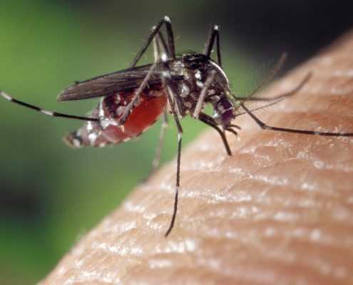 mosquito